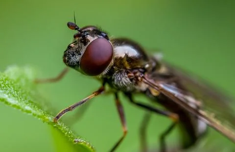 Fly Stock Photos