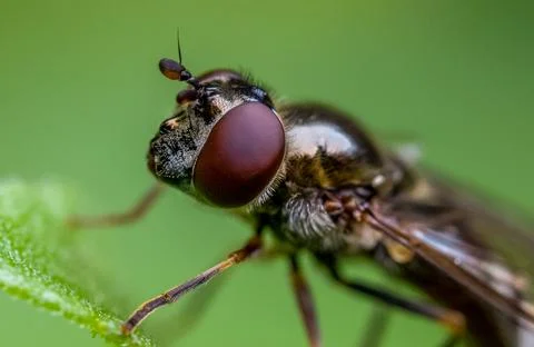 Fly Stock Photos