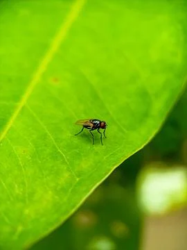 Fly Stock Photos