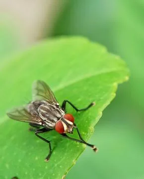 Fly Stock Photos