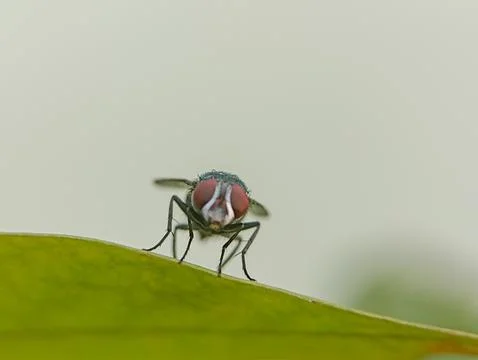 The fly Stock Photos