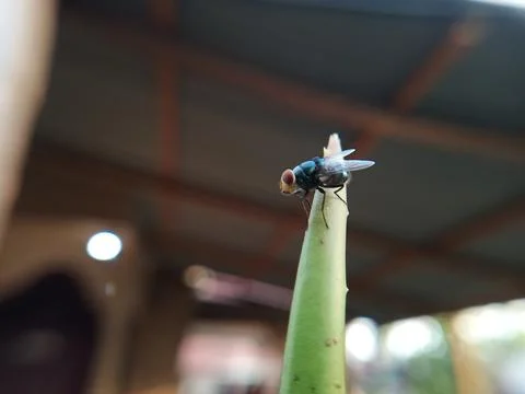 Fly 스톡 사진