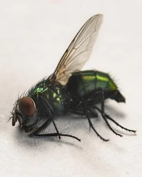 A fly Fotos de archivo