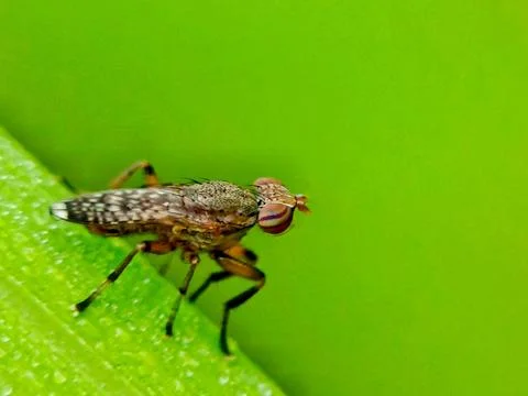 The fLy... Stock Photos