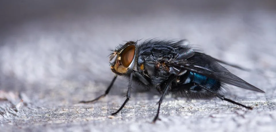 Fly Foto stock