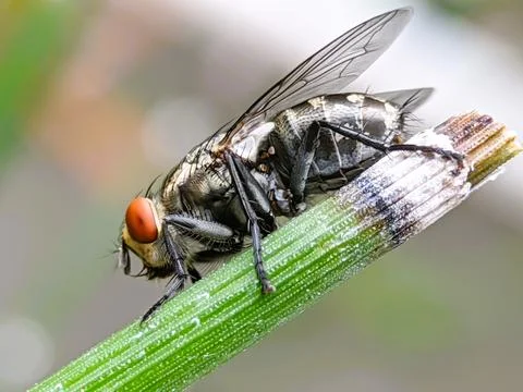 The fly Stock Photos
