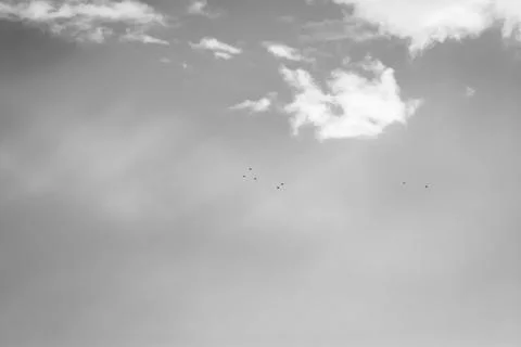 Fly Stock Photos