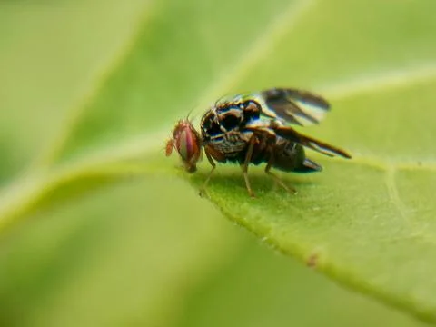 Fly Stock Photos