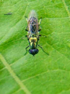 Fly Fotos de archivo