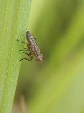 Fly Stock Photos