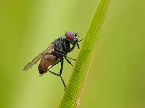 Fly Stock Photos