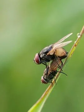 Fly Stock Photos