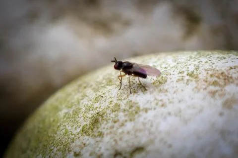Fly Foto stock