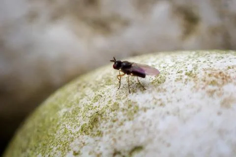 Fly Fotos Stock