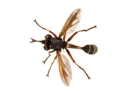 Fly (Physocephala rufipes) on a white background Stock Photos