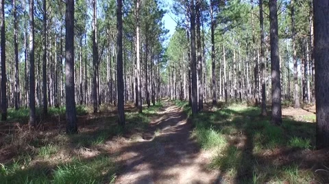 Fly into Pine Forest Plantation Stock Footage 57253494