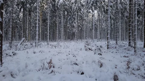 Fly in Pine wood Vídeos de archivo 325742655