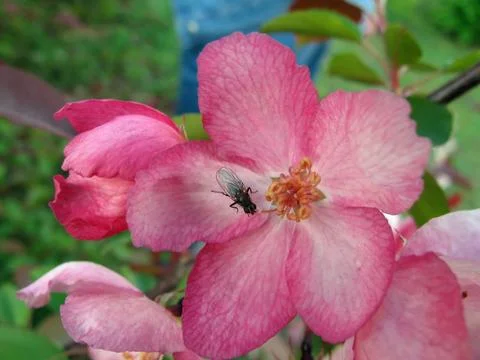 Fly on the pink flower Stock Photos