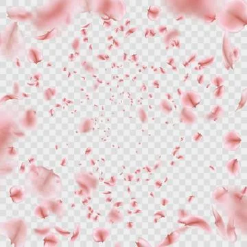 Fly pink Sakura petals effect isolated on transparent background. EPS 10 vector Stock Illustration