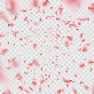 Fly pink Sakura petals effect isolated on transparent background. EPS 10 vector Stock Illustration