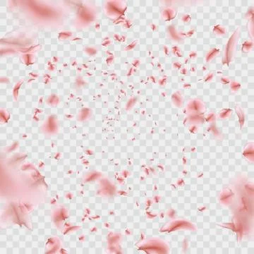 Fly pink Sakura petals effect isolated on transparent background. EPS 10 vector Stock Illustration