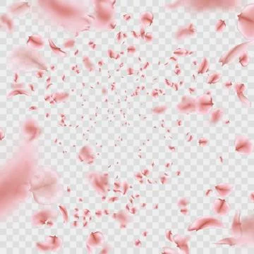 Fly pink Sakura petals effect isolated on transparent background. EPS 10 vector Stock Illustration