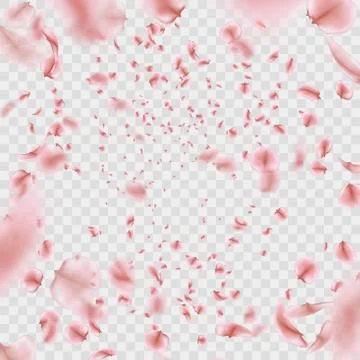 Fly pink Sakura petals effect isolated on transparent background. EPS 10 vector Stock Illustration