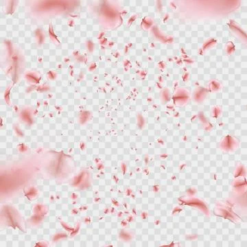 Fly pink Sakura petals effect isolated on transparent background. EPS 10 vector Stock Illustration
