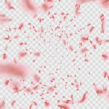 Fly pink Sakura petals effect isolated on transparent background. EPS 10 vector Stock Illustration