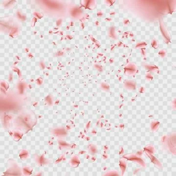 Fly pink Sakura petals effect isolated on transparent background. EPS 10 vector Stock Illustration
