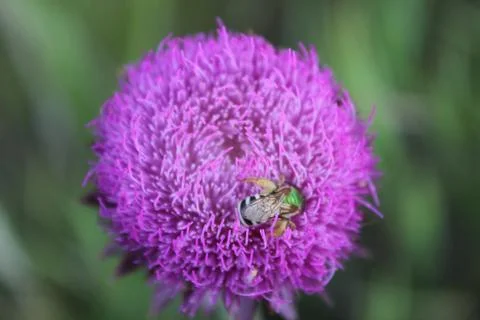 Fly on a pink thistle Fotos de archivo