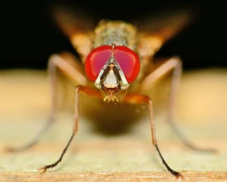 Fly on a plank Stock Photos
