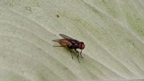 Fly on plant Stock Footage 240884959