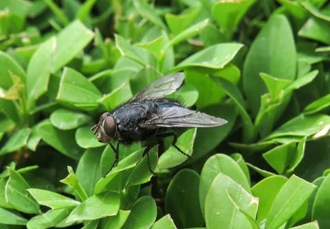 Fly on a plant. Macro fly Stock Photos