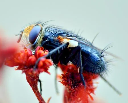 Fly on a plant Stock Photos