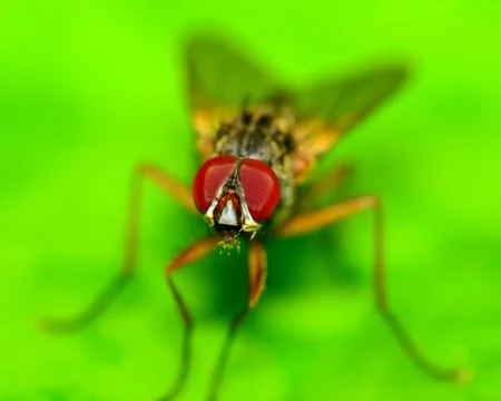 Fly on a plant Stock Photos