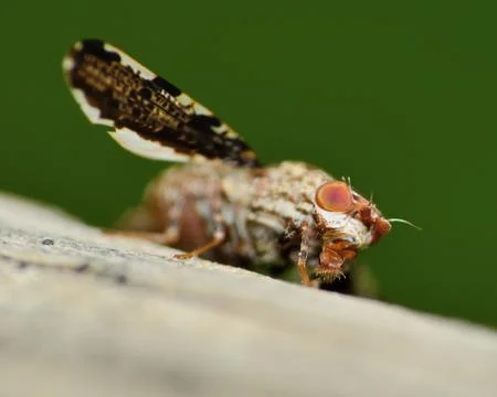 Fly on a plant Stock Photos