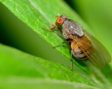 Fly on a plant Stock Photos