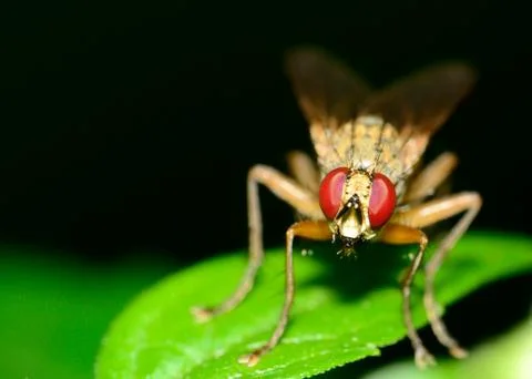 Fly on a plant Stock Photos