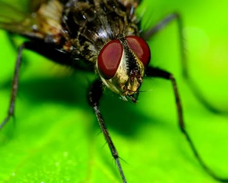 Fly on a plant Stock Photos