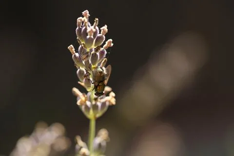 Fly on plant1 스톡 사진
