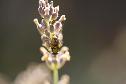 Fly on plant2 Stock Photos