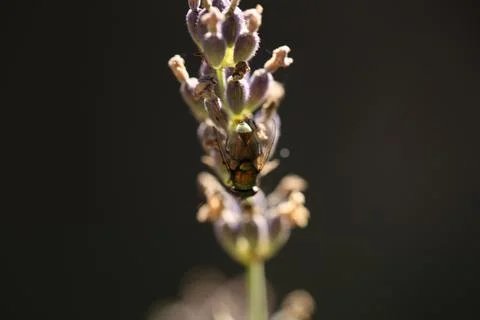 Fly on plant3 Stock Photos