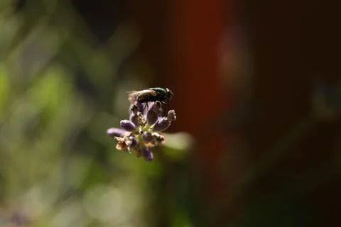 Fly on plant4 Stock Photos