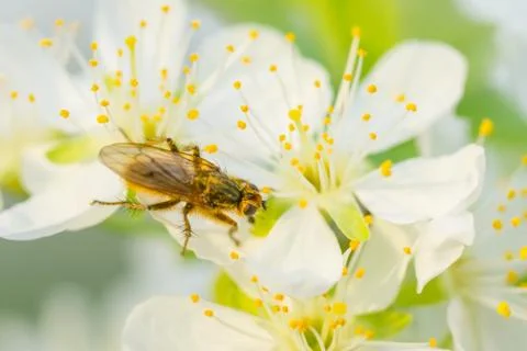 Fly on plum flower with pollen in springtime. Plum blossom macro with green b Stock Photos