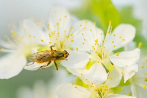 Fly on plum flower with pollen in springtime. Plum blossom macro with green b Stock Photos