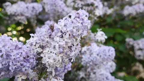 A fly pollinates blooming lilacs Stock Footage 310615630