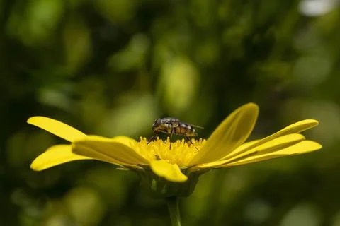 A fly pollinating a yellow daisy while feeding on it Foto stock