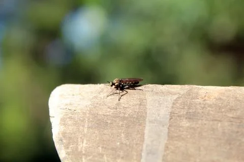 Fly Posing On An Old Wood Stock Photos
