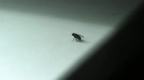 Fly prepares to launch Stock Footage 11290482